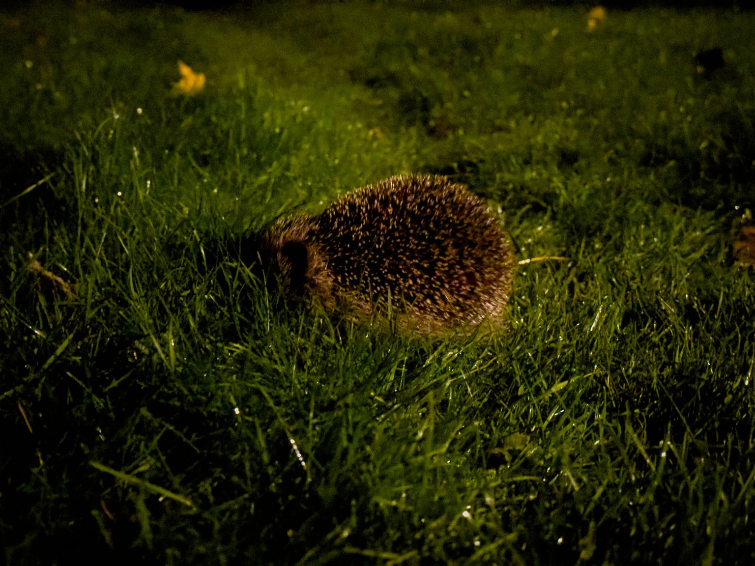 Project image for Studio and Life